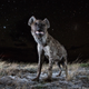 Illustration for article titled 13 Sensational Camera Trap Photos of African Animals At Night